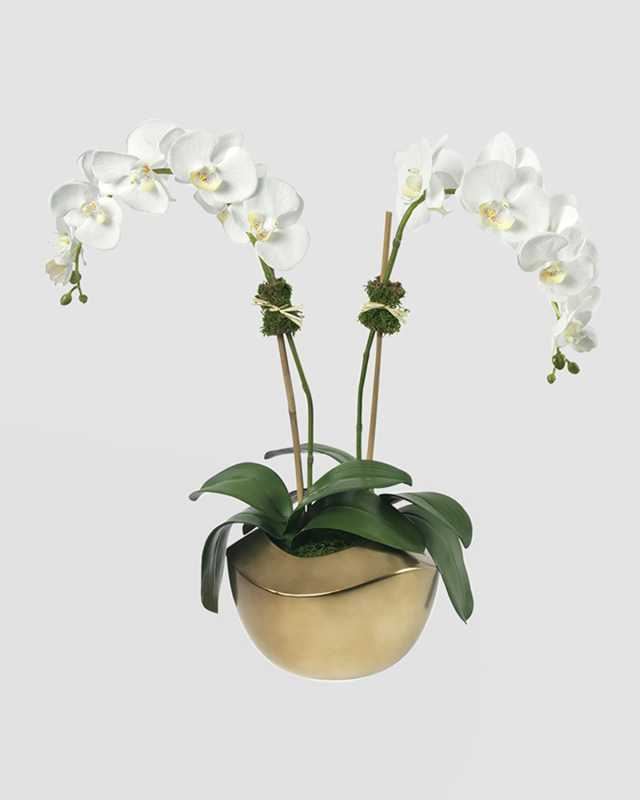 Phalaenopsis Orchid in Gold Pot